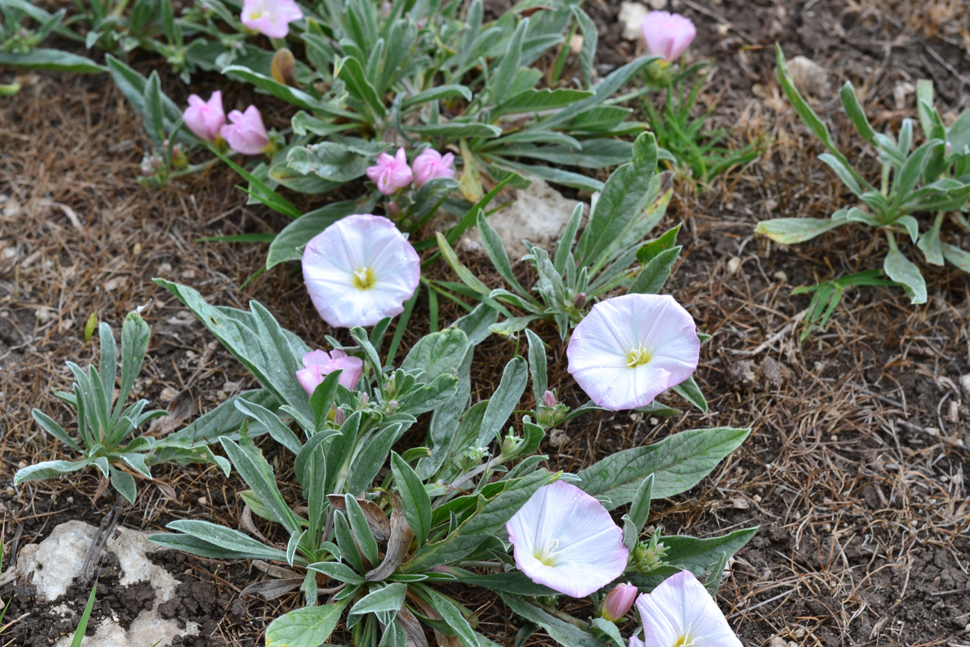 Изображение особи Convolvulus lineatus.