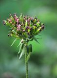 Lychnis chalcedonica