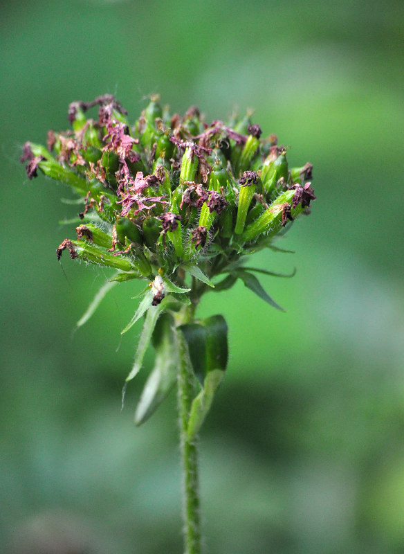 Изображение особи Lychnis chalcedonica.