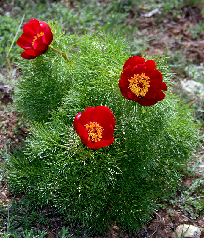 Изображение особи Paeonia tenuifolia.