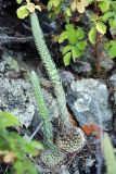 Orostachys spinosa. Расцветающие растения. Бурятия, плато п-ова Святой нос (выс. около 1800 м н.у.м.), каменистый склон. 22.07.2009.