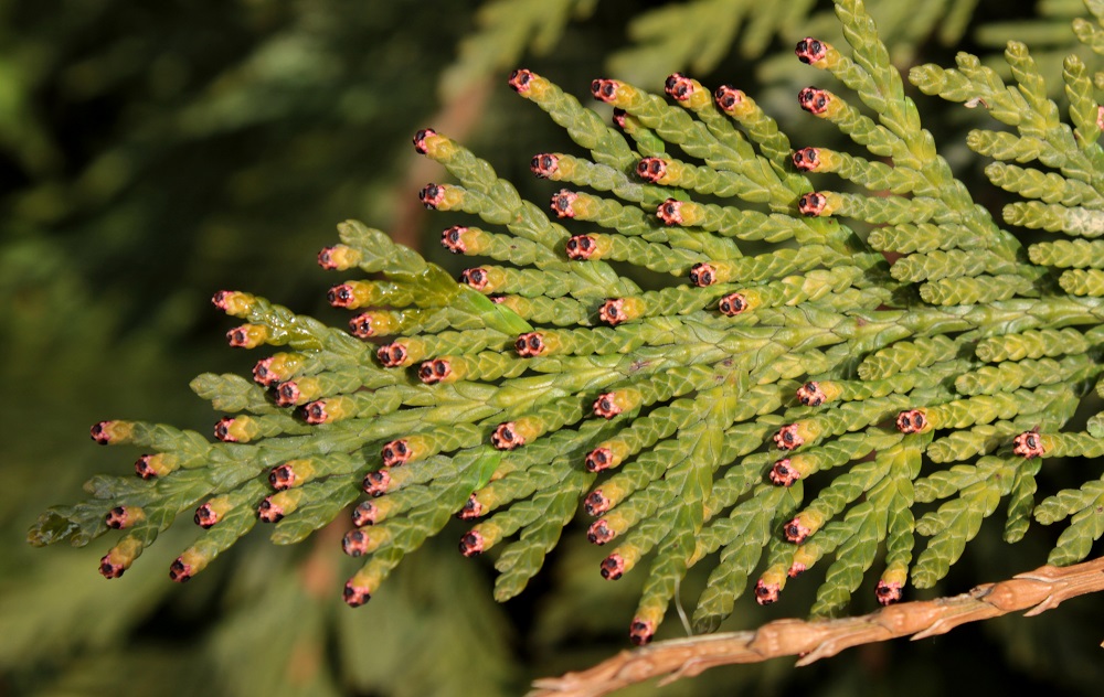 Изображение особи Thuja occidentalis.