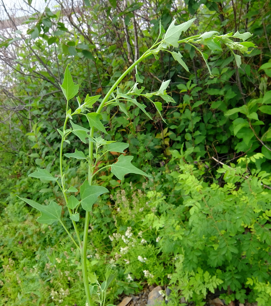 Изображение особи Chenopodium bryoniifolium.