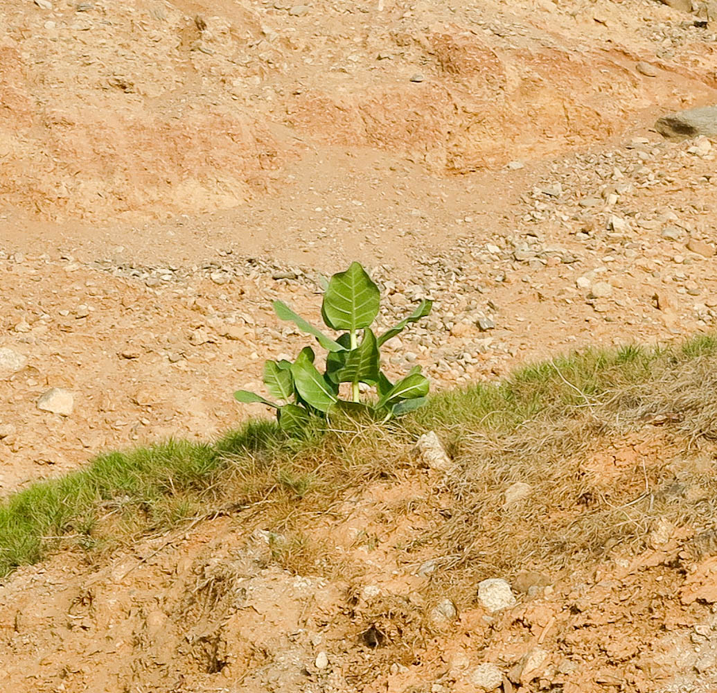 Image of Calotropis procera specimen.