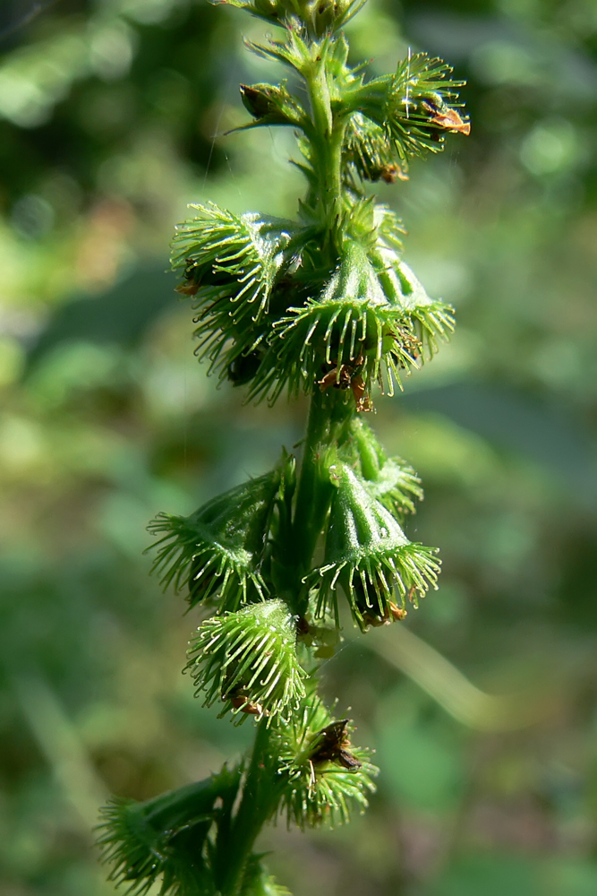 Изображение особи Agrimonia pilosa.