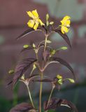 Lysimachia ciliata