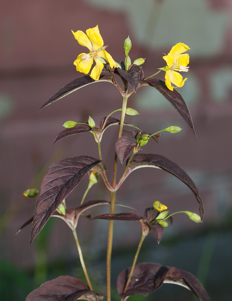 Изображение особи Lysimachia ciliata.