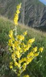 Verbascum songaricum
