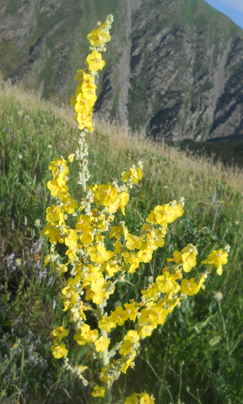 Изображение особи Verbascum songaricum.