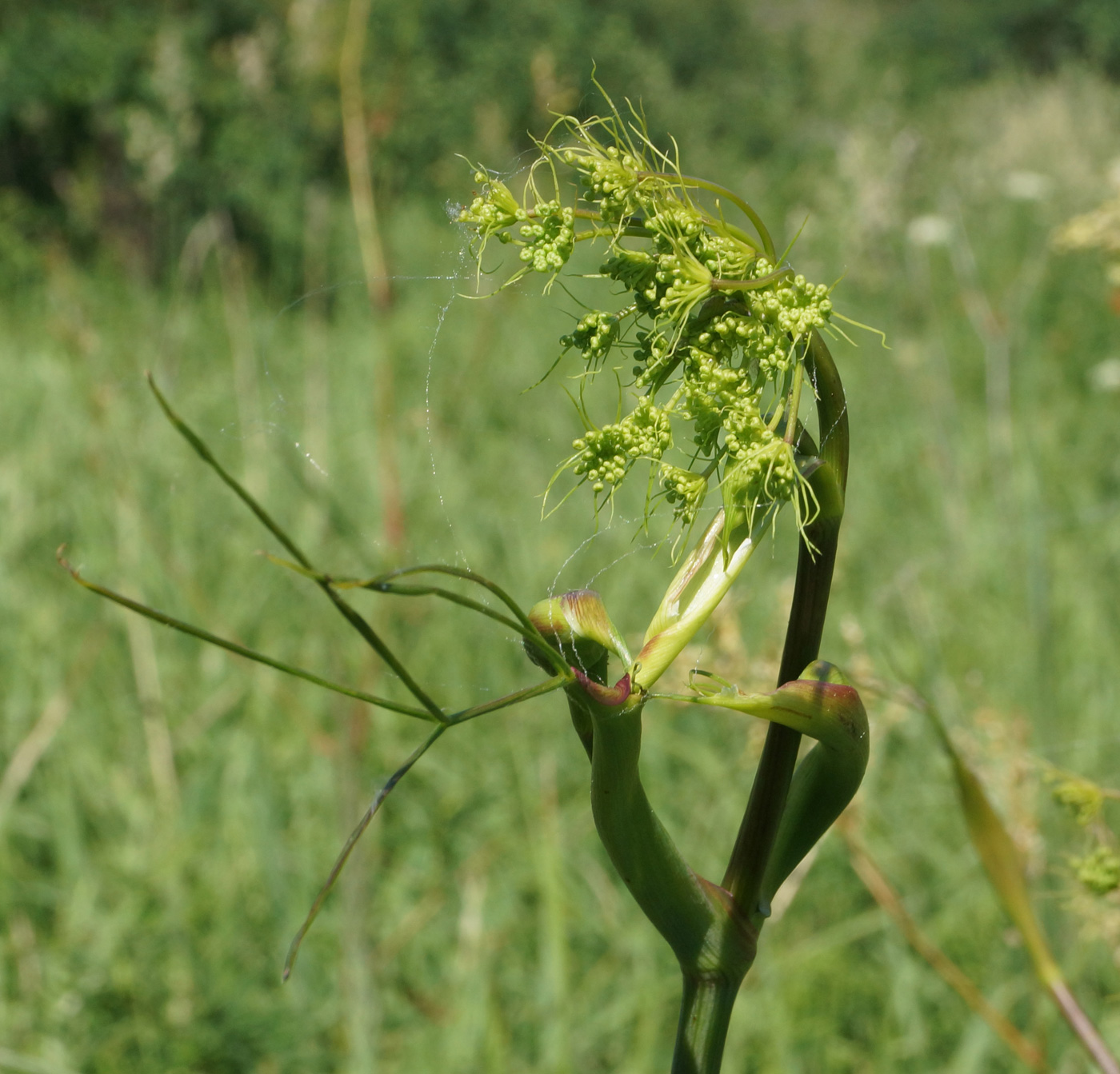 Изображение особи Peucedanum morisonii.