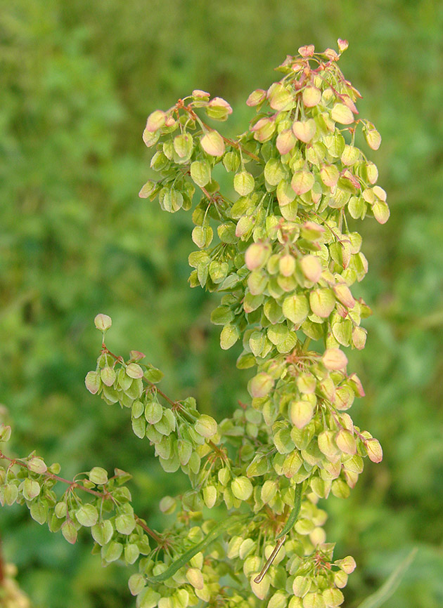 Image of genus Rumex specimen.