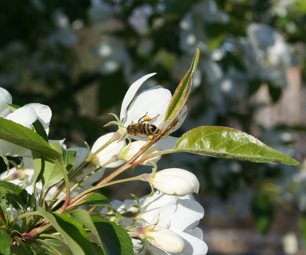 Изображение особи Malus domestica.