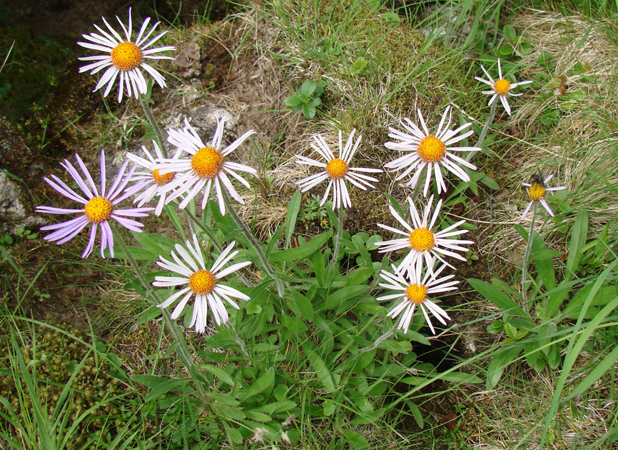 Image of Aster alpinus specimen.