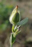 Melandrium album