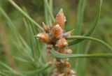 Pinus sylvestris