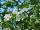 Malus mandshurica