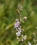 Nepeta nuda