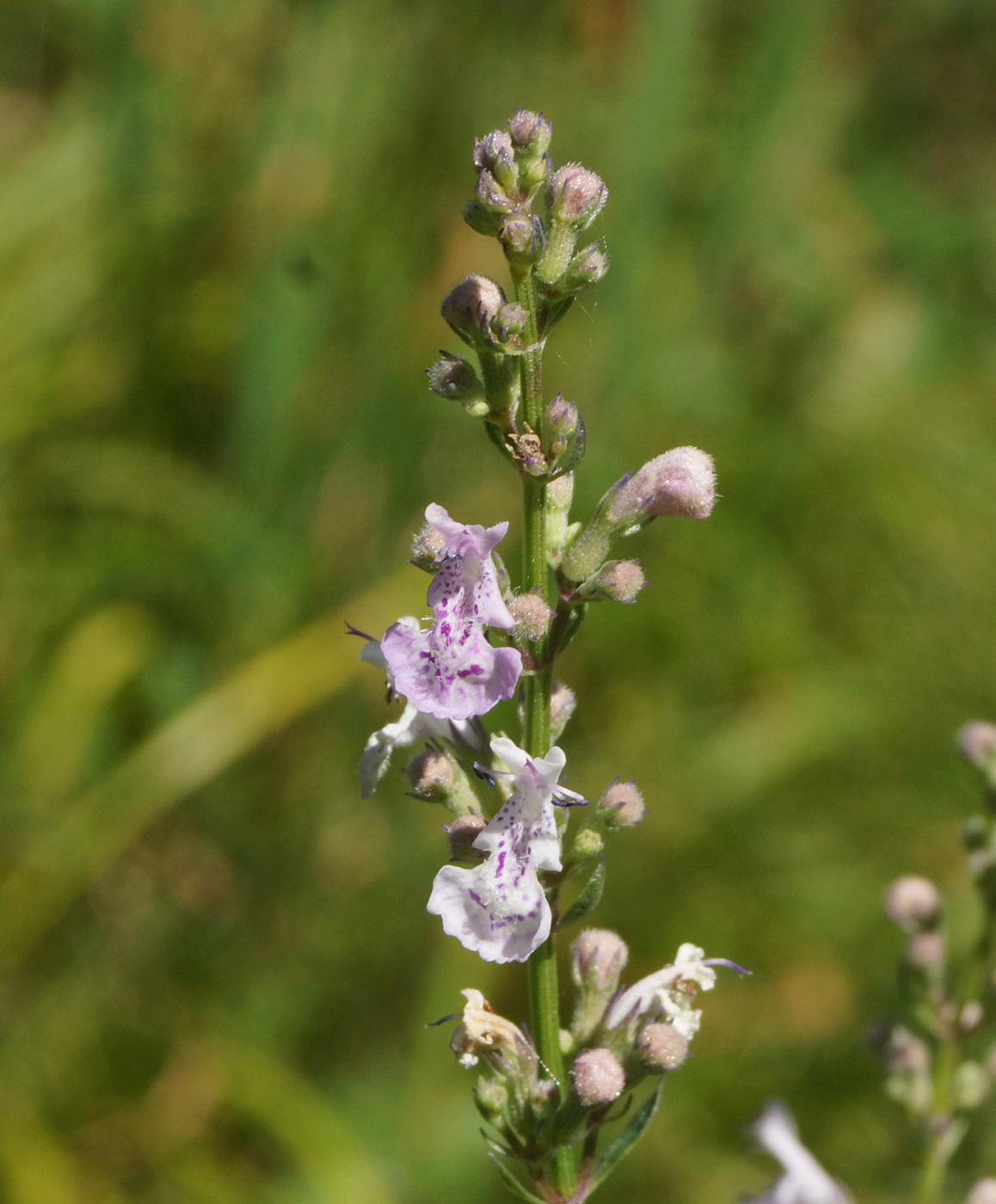 Image of Nepeta nuda specimen.