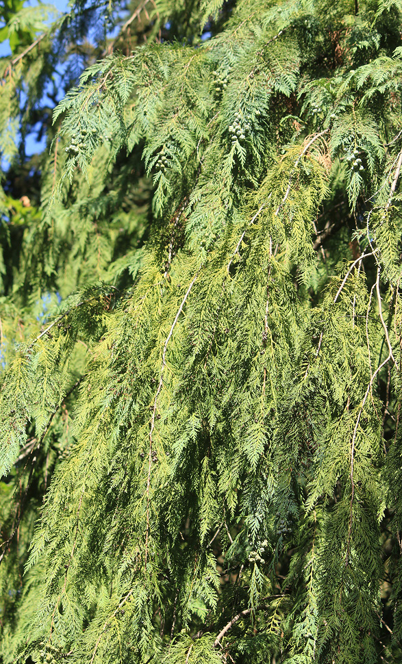 Image of Chamaecyparis lawsoniana specimen.