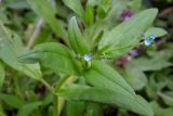 Myosotis sparsiflora. Верхушка цветущего растения. Республика Адыгея, г. Майкоп, во дворе дома на лужайке. 04.04.2016.