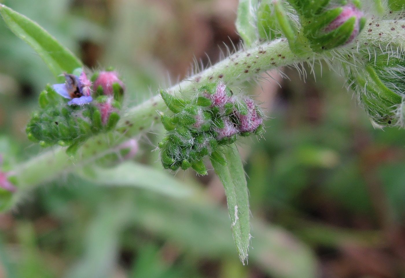 Изображение особи Echium vulgare.