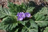 Mandragora autumnalis