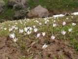 Crocus alatavicus. Цветущие растения. Узбекистан, Ташкентская обл., западные отроги Чаткальского хребта, урочище Бельдерсай. 19.04.2016.