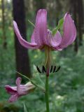 Lilium pilosiusculum