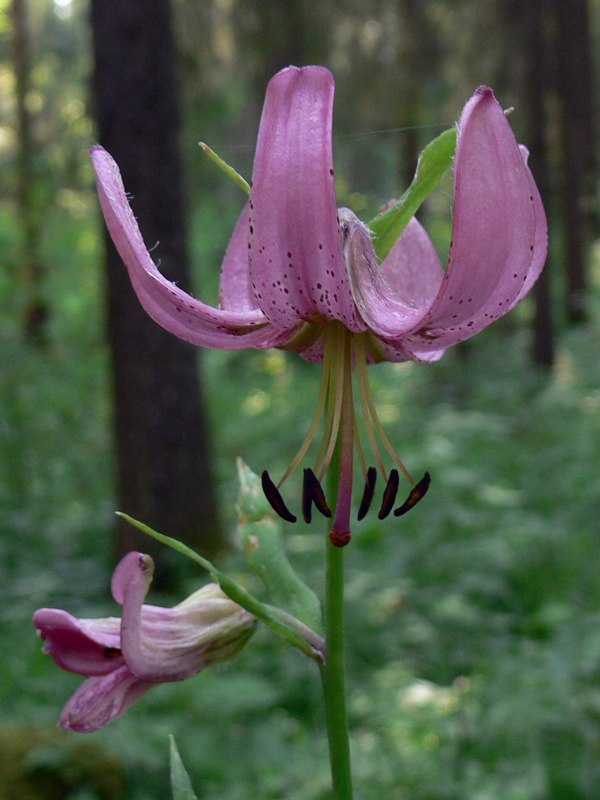 Изображение особи Lilium pilosiusculum.
