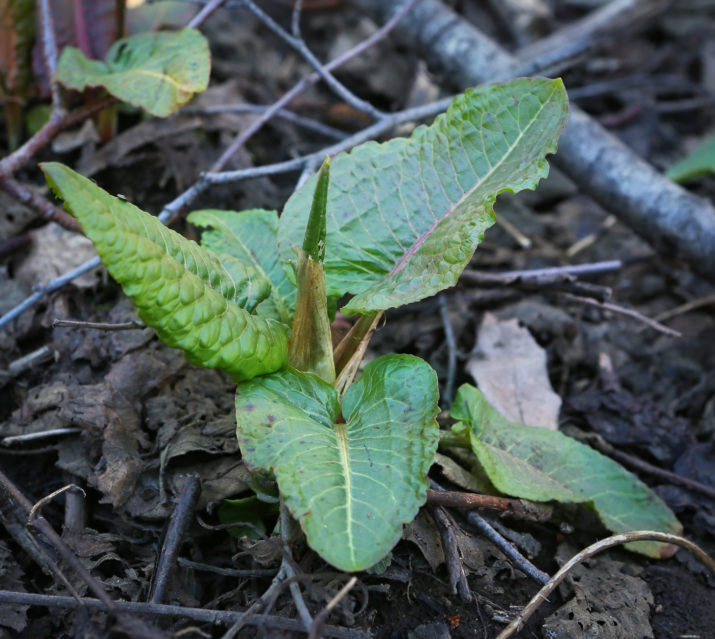 Image of Rumex obtusifolius specimen.