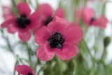 Papaver hybridum