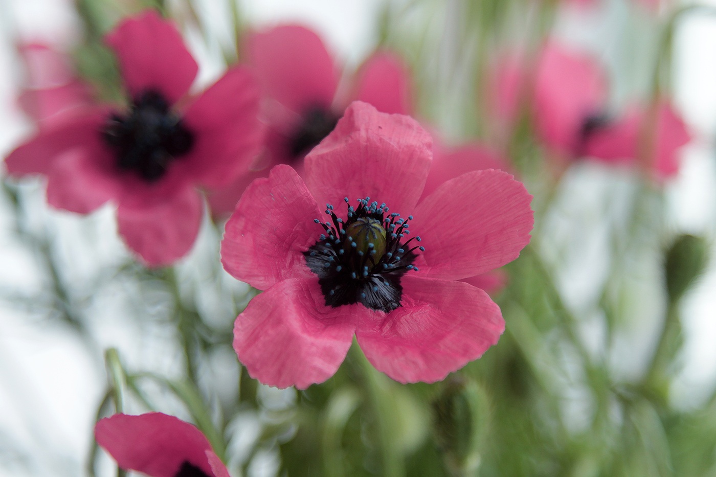 Image of Papaver hybridum specimen.
