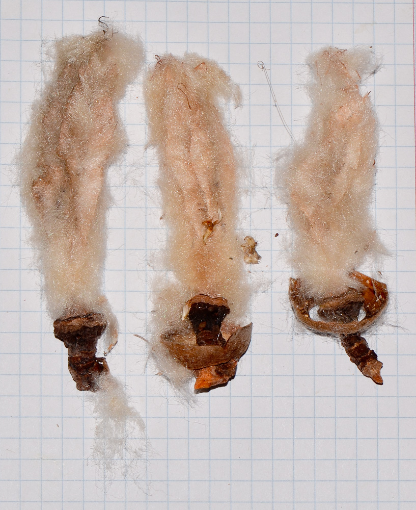 Image of Pseudobombax ellipticum specimen.