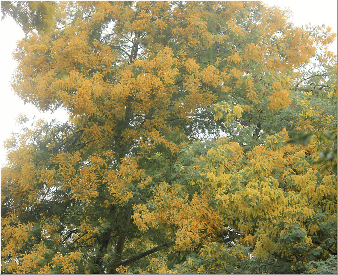 Изображение особи Acacia dealbata.