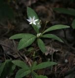 Trientalis europaea. Цветущее растение. Пермский край, г. Пермь, Кировский р-н, сосновый бор. 28.05.2016.