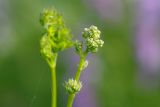 Thalictrum minus