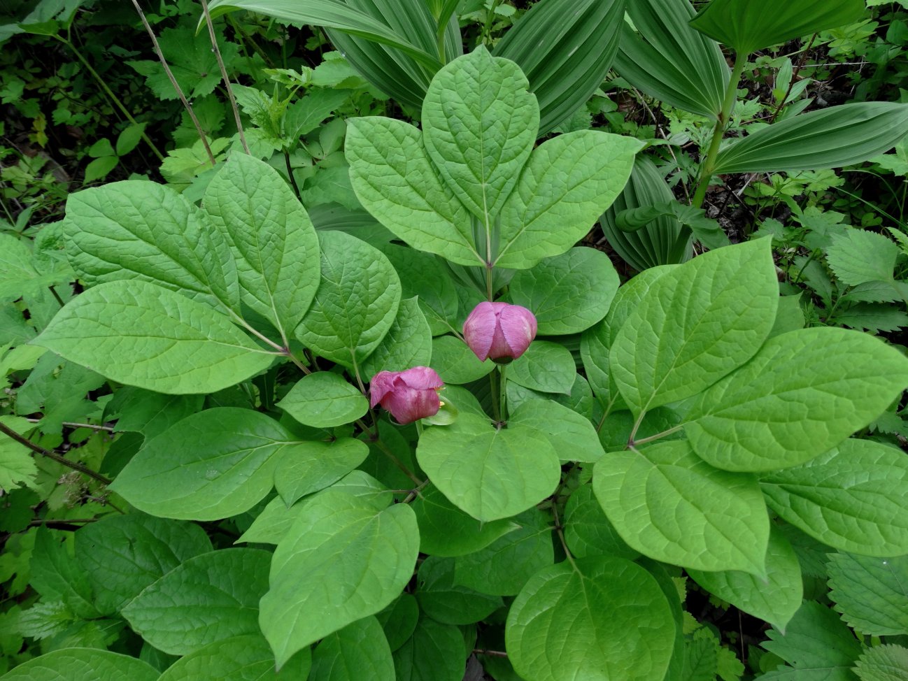 Image of Paeonia obovata specimen.