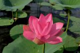 Nelumbo caspica