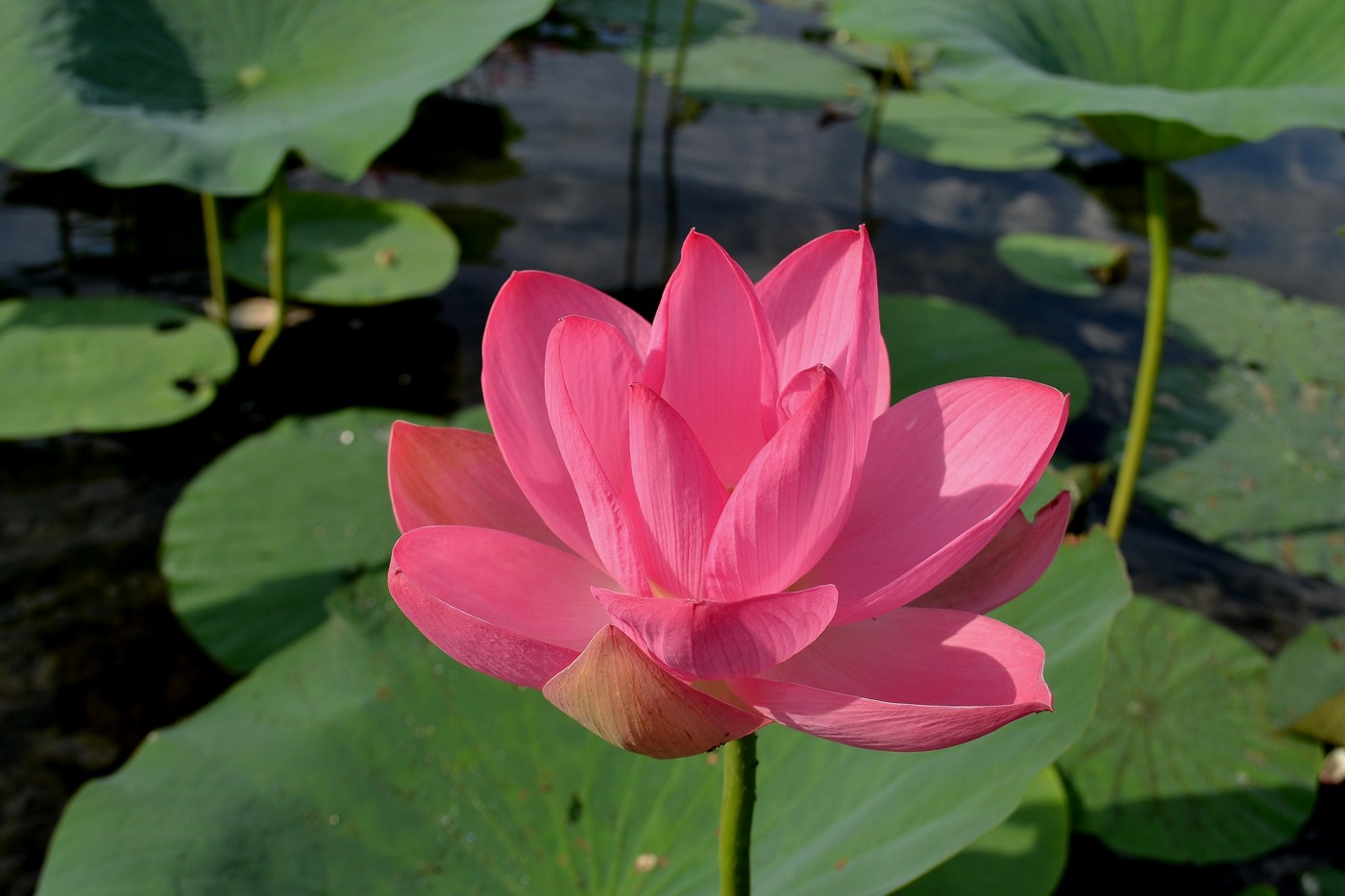 Image of Nelumbo caspica specimen.