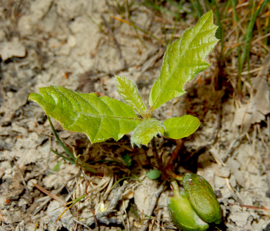 Изображение особи Quercus pubescens.