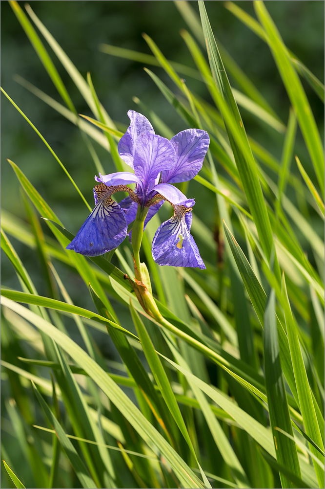 Изображение особи Iris sanguinea.