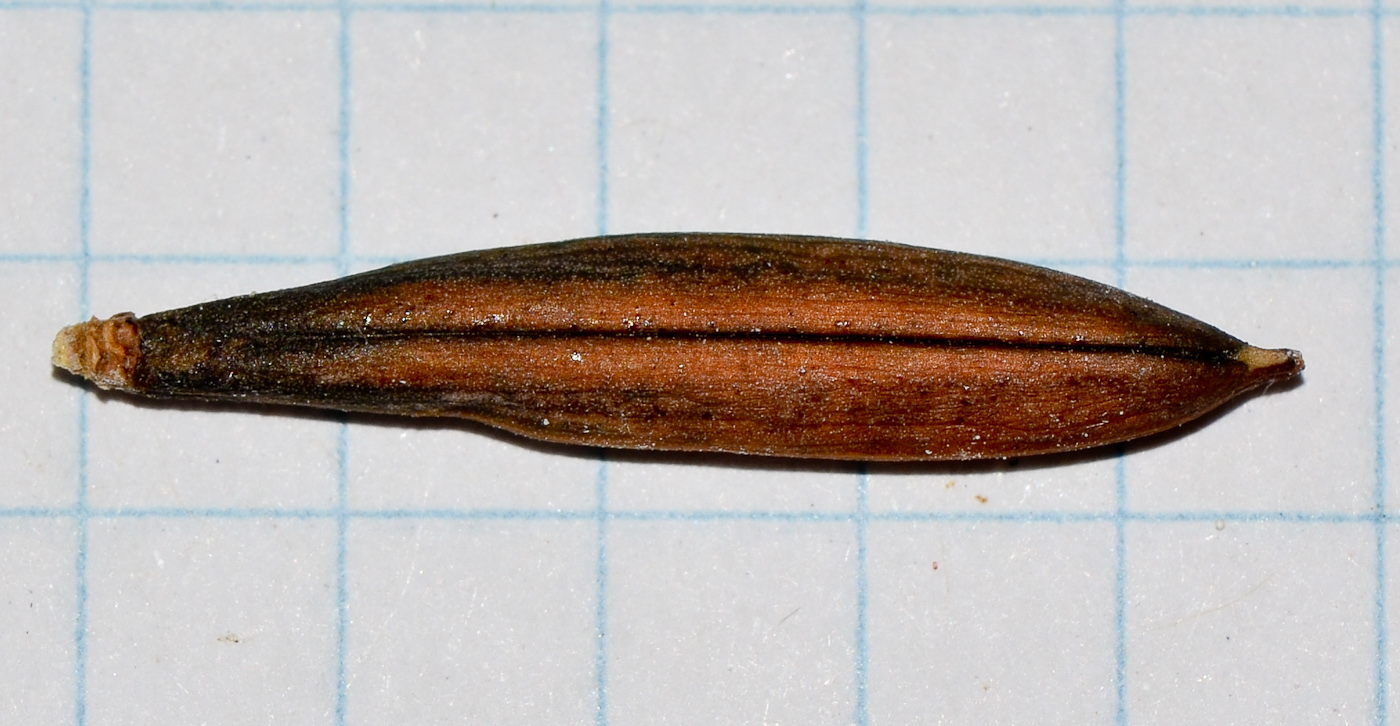 Image of Ruellia simplex specimen.