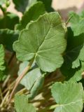 Erodium oxyrhynchum