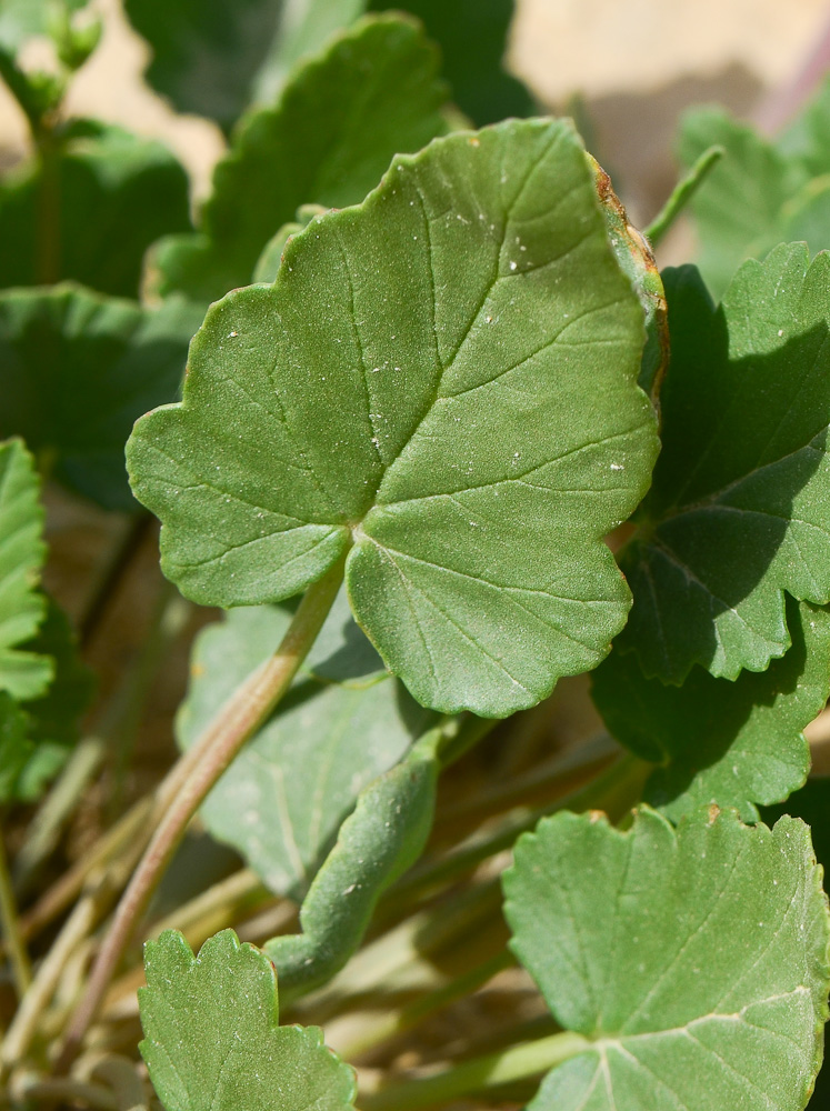 Image of Erodium oxyrhynchum specimen.