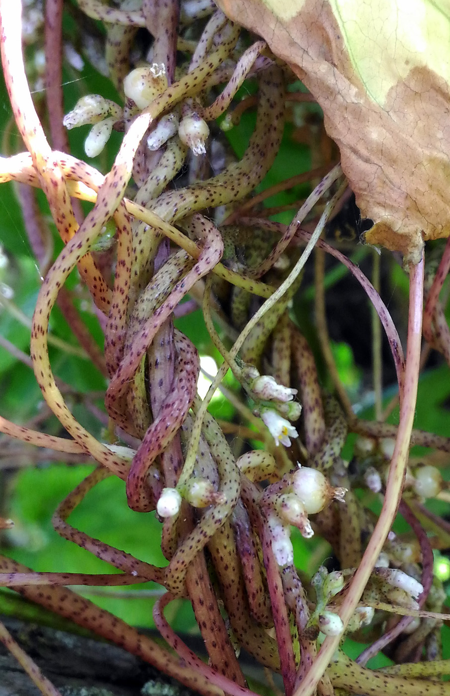 Image of Cuscuta lupuliformis specimen.