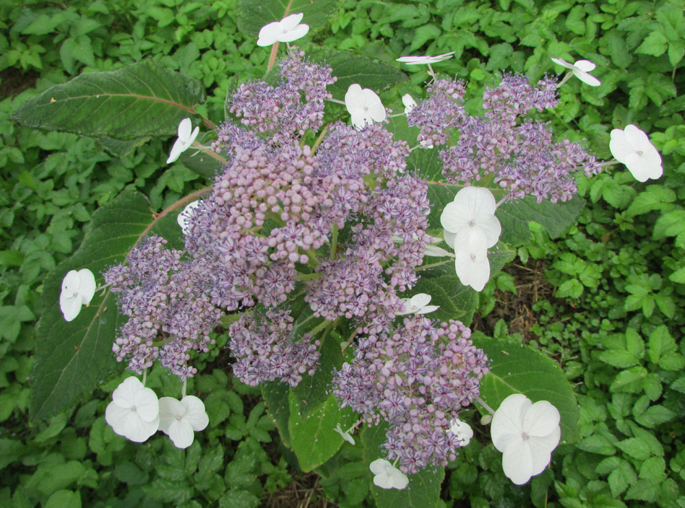 Image of Hydrangea aspera ssp. sargentiana specimen.