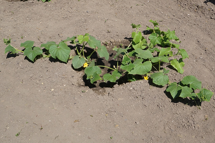 Изображение особи Cucumis sativus.