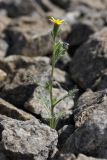 Senecio viscosus