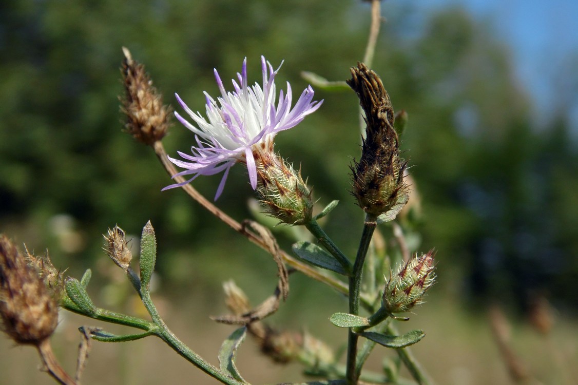 Image of Centaurea diffusa specimen.