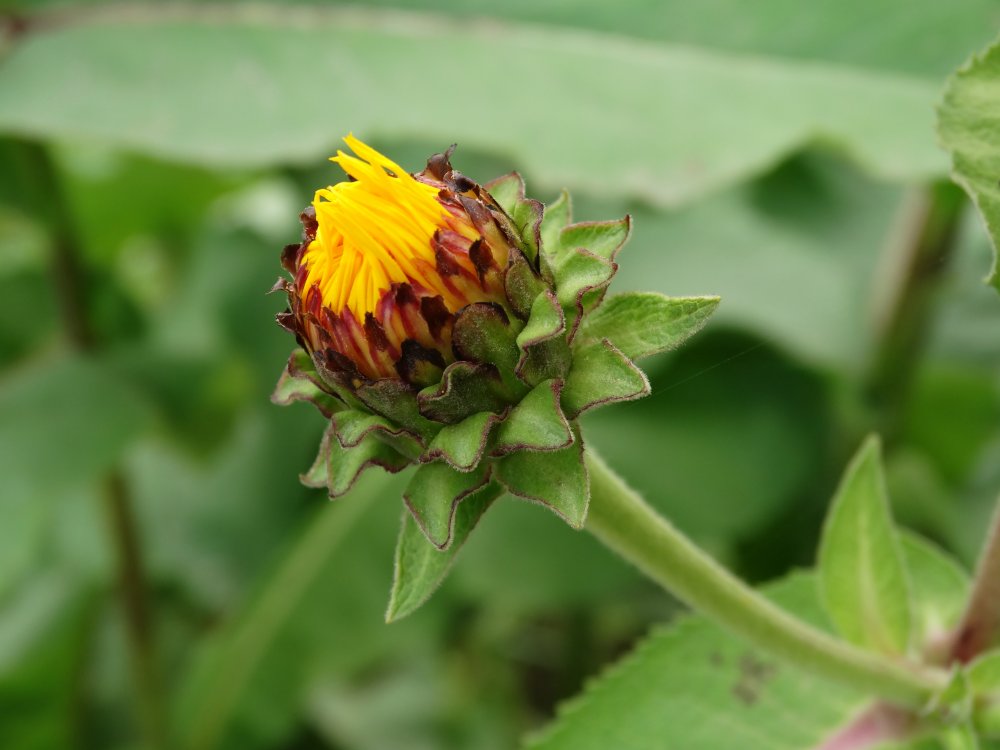 Изображение особи Inula helenium.